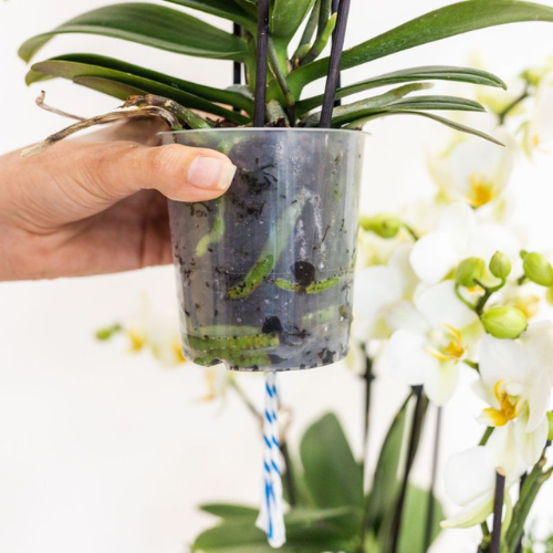 🌸 Witte Orchidee Lausanne + Rode Diabolo Pot