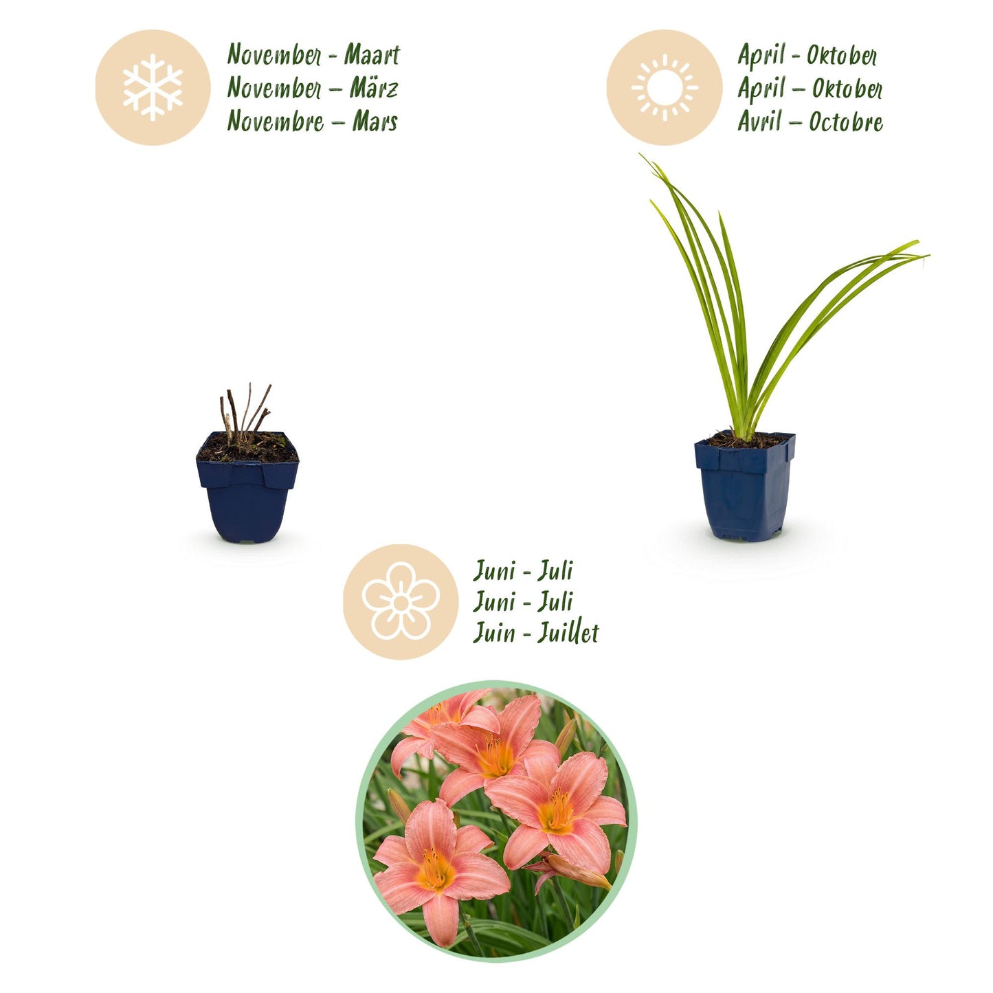 🌿 Hemerocallis 'Pink Damask' – Roze Daglelie | 3 stuks