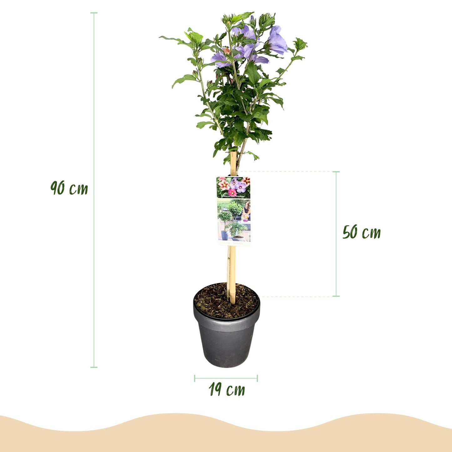 🌸 Hibiscus syriacus ‘Tricolour’ – Hibiscus op Stam