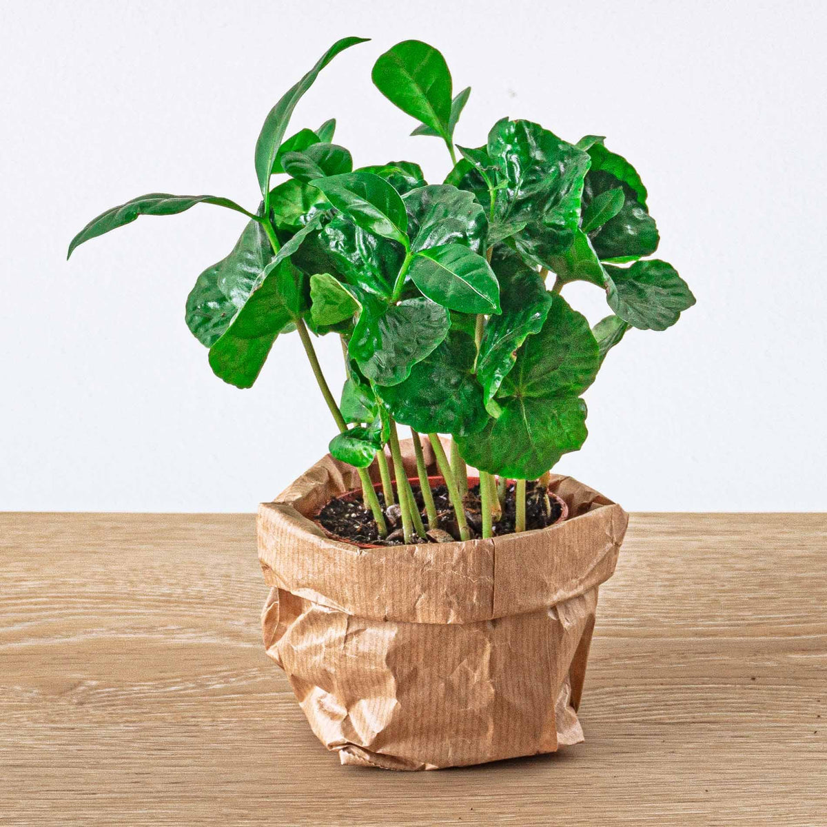 🌿 Terrarium Navulling & Startpakket – Jungle