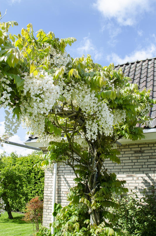 🤍 Wisteria floribunda ‘Alba’ – Witte Blauwe Regen