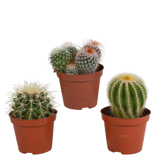 🌵 Bolcactus Mix – Zonder pot (3 stuks)