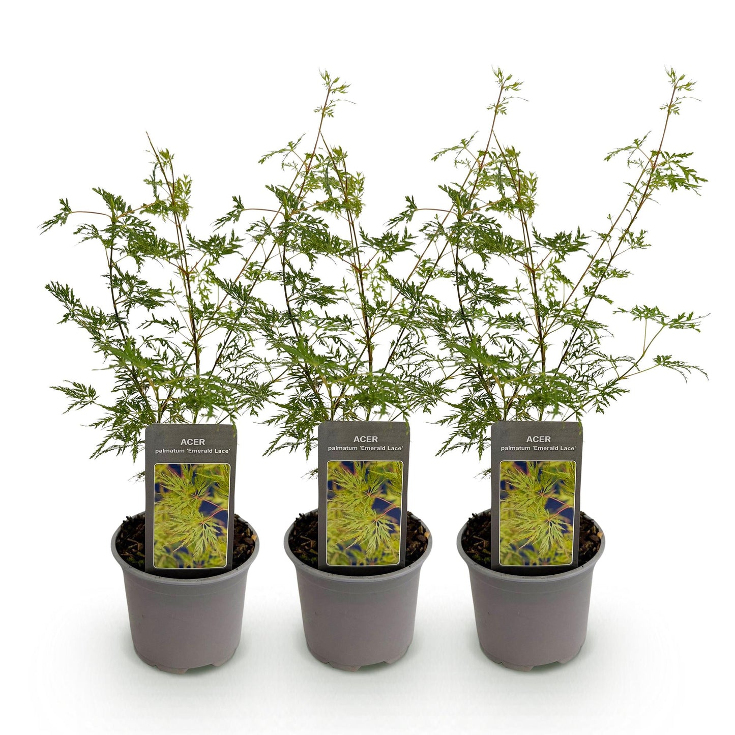 🍁 Acer palmatum ‘Emerald Lace’ – Groene Japanse Esdoorn | (3 stuks)