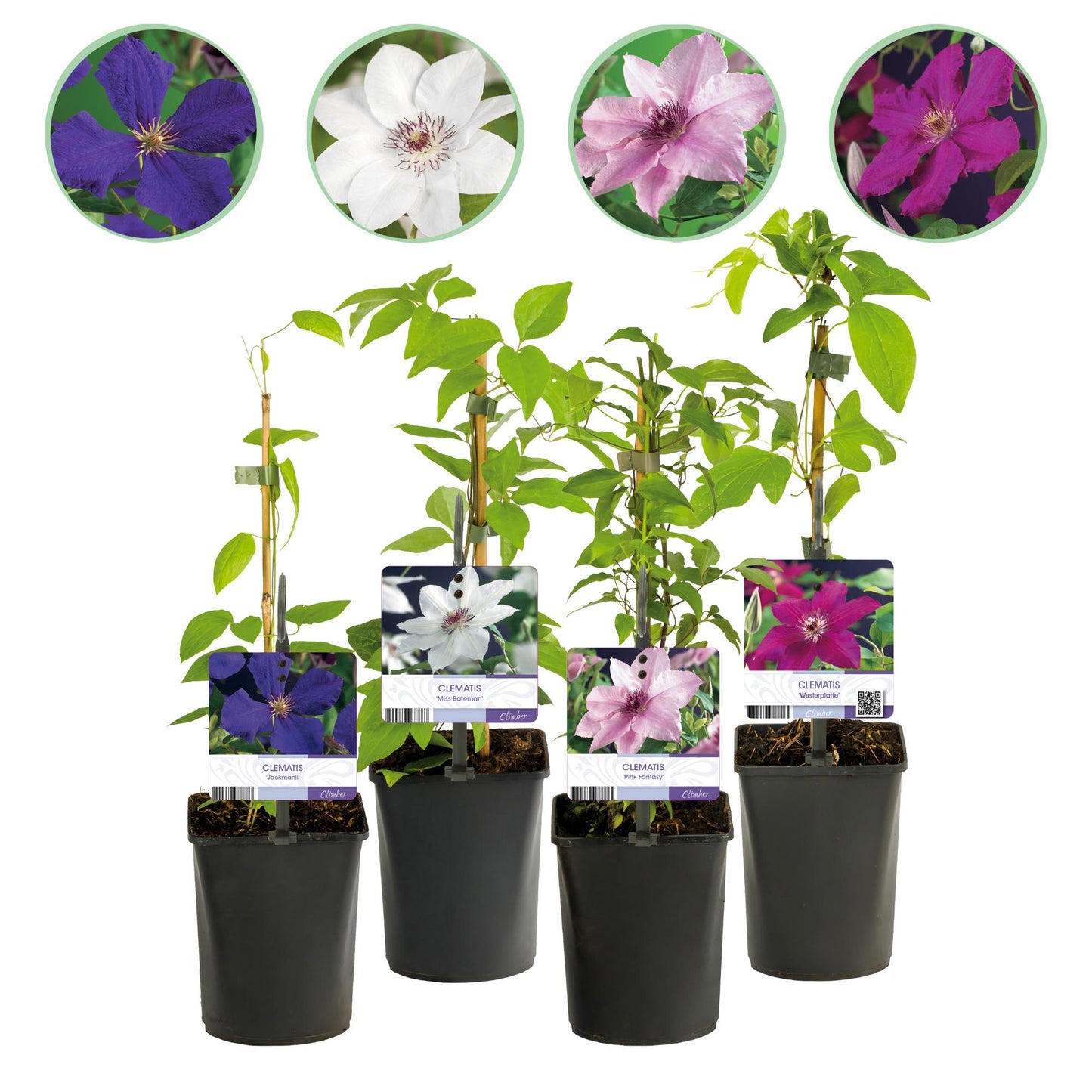 🌸 Clematis Mix ‘Rainbow’ (4 Stuks)