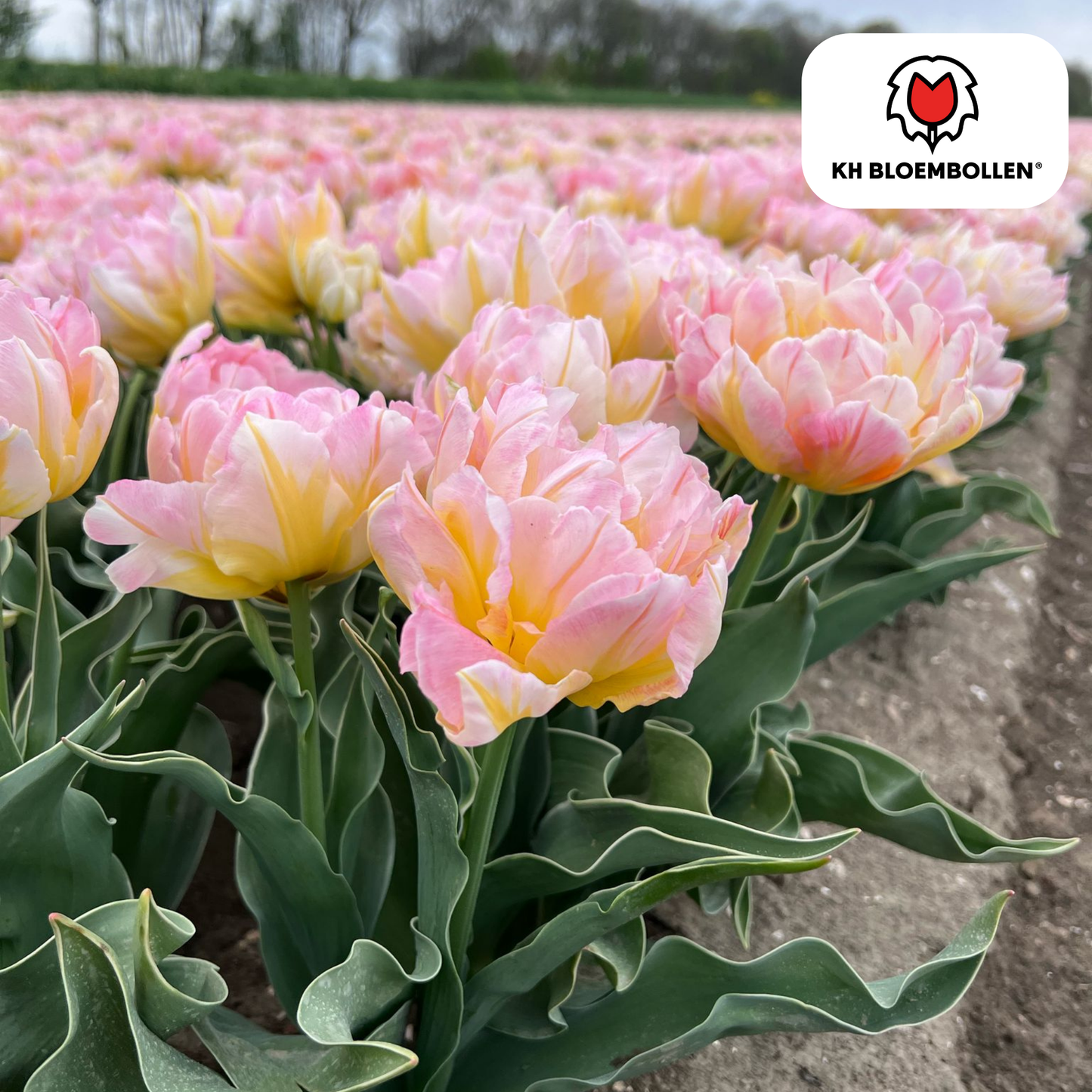 🌷 Tulpenbollen ‘Password’ – Roze Dubbelbloemige Tulp (20 Stuks)