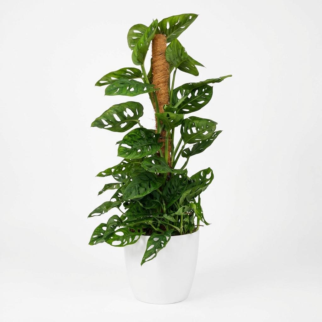 🌿 Monstera adansonii ‘Monkey Mask’ | Gatenplant met Mosstok & Witte Pot