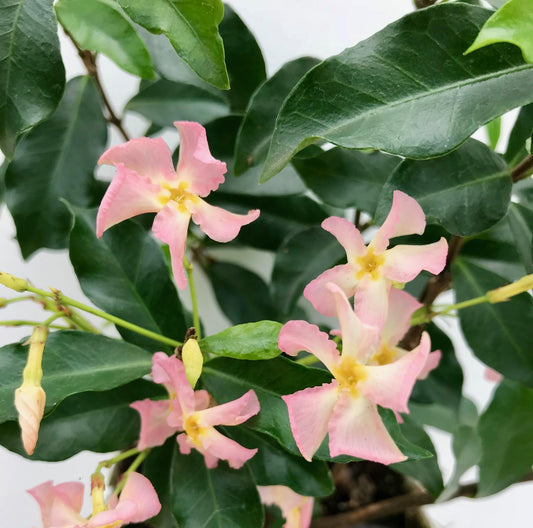 🌸 Trachelospermum ‘Star of Ibiza’ – Toscaanse Jasmijn Roze