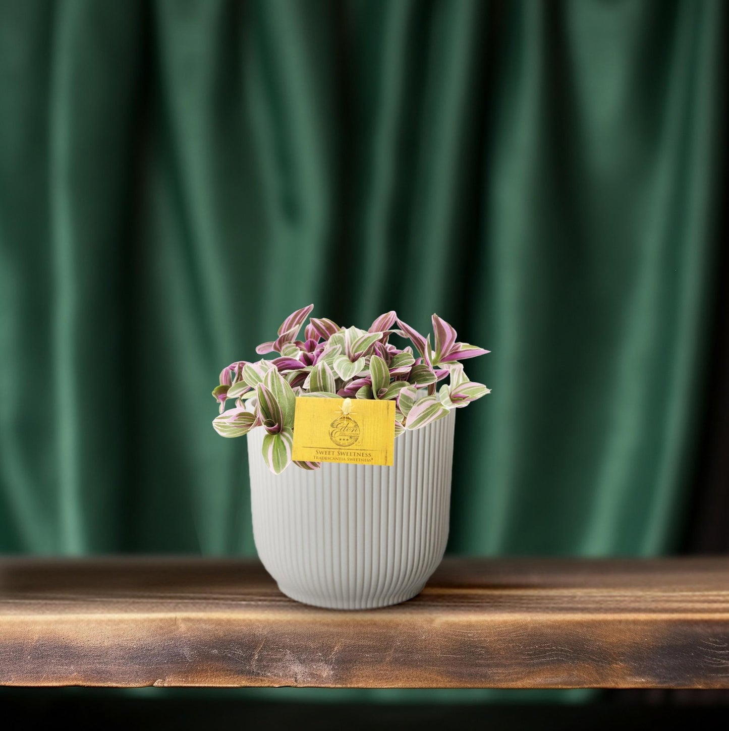 🌿 Tradescantia Sweetness | Makkelijke Hangplant