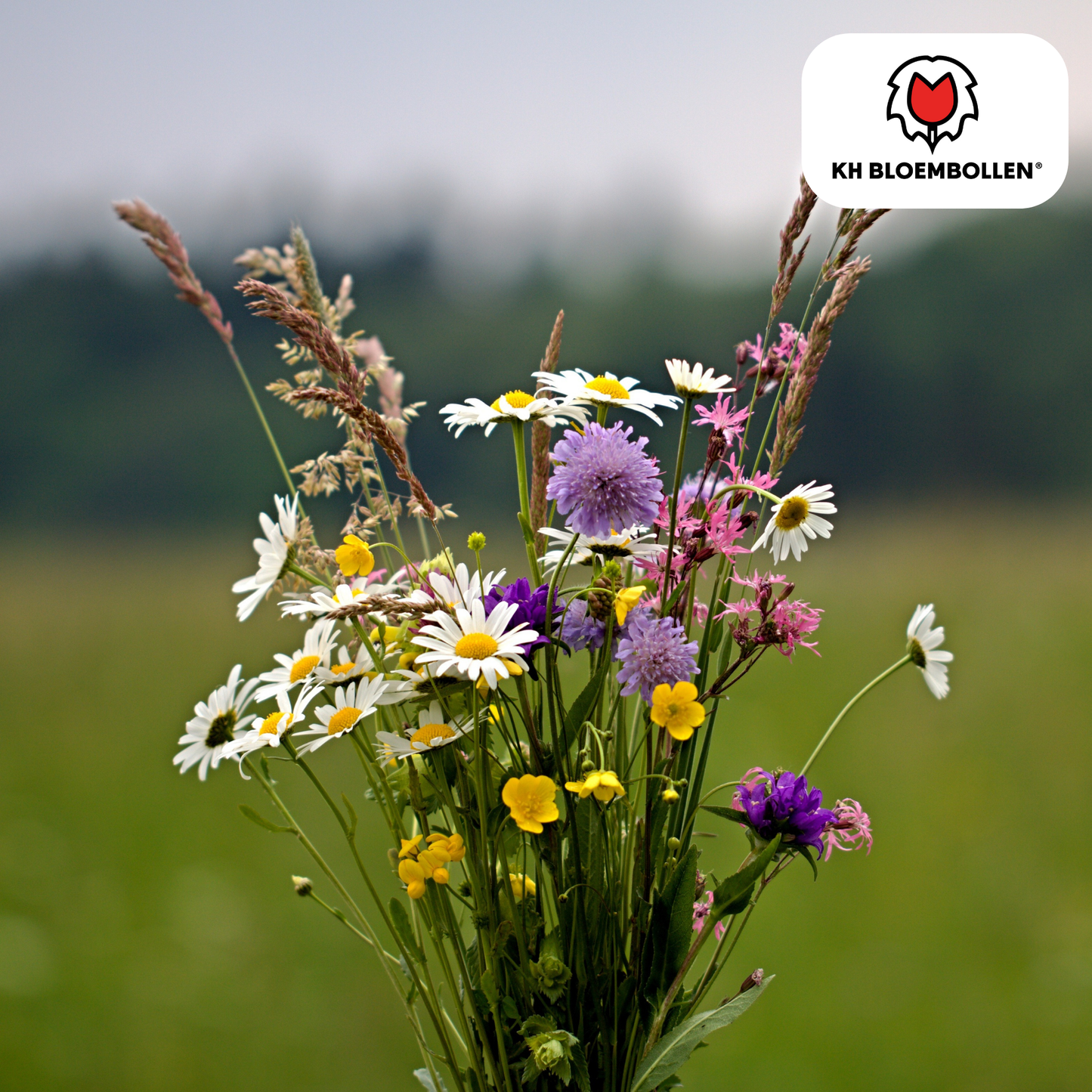 🌼 Wilde Bloemenzaad Mengsel – Bijen & Vlinders (100 g | 30–50 m²)
