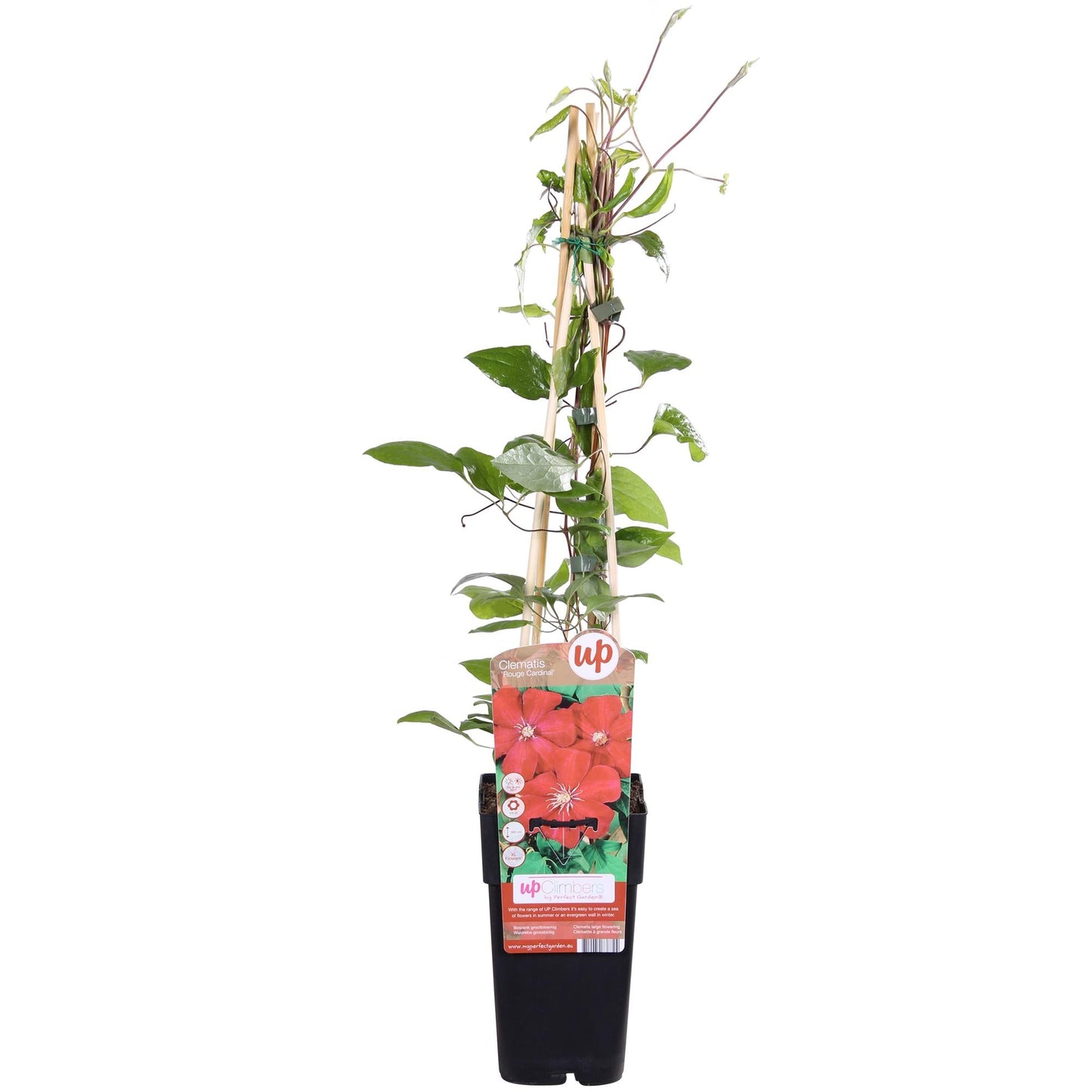 🌸 Clematis ‘Hagley Hybrid’ – Klimplant