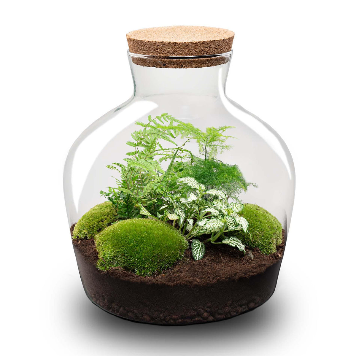 💡 DIY Plantenterrarium met Verlichting – Fat Joe Green
