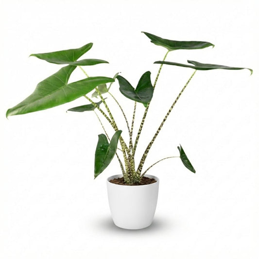 🌿 Alocasia Zebrina | Olifantsoor met Witte Pot