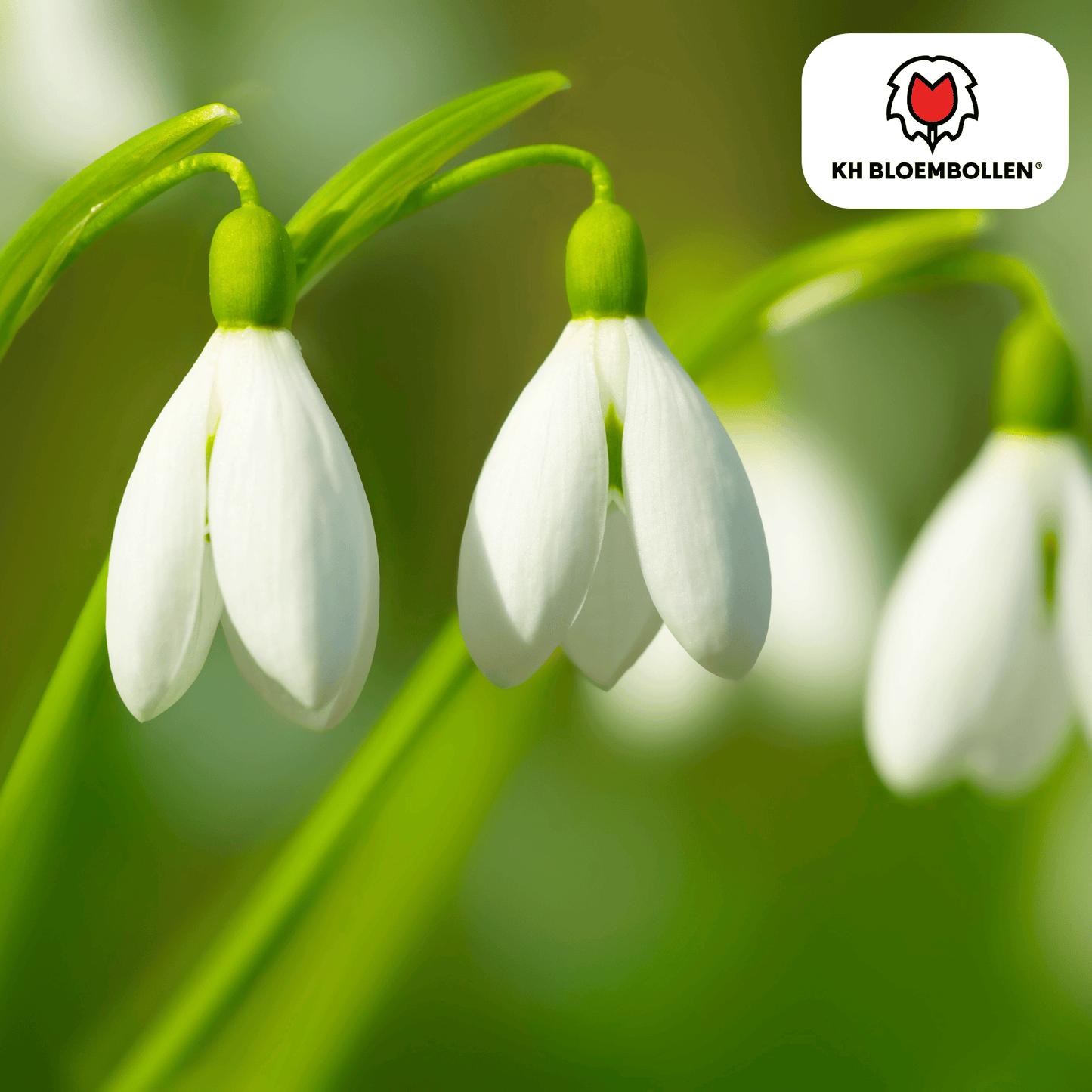 🌼 Sneeuwklokjes  Vroege Voorjaarsbloeier & Winterhard (30 stuks)