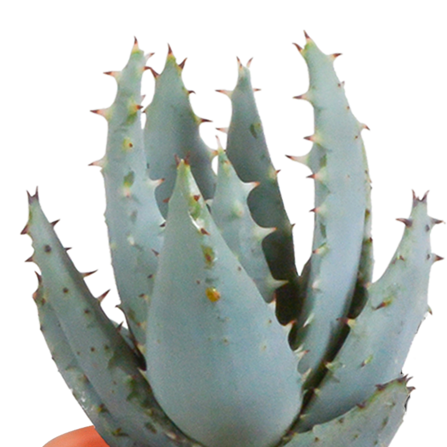 🌵 Cactus & Vetplanten Mix  In terracotta pot – (15 stuks)
