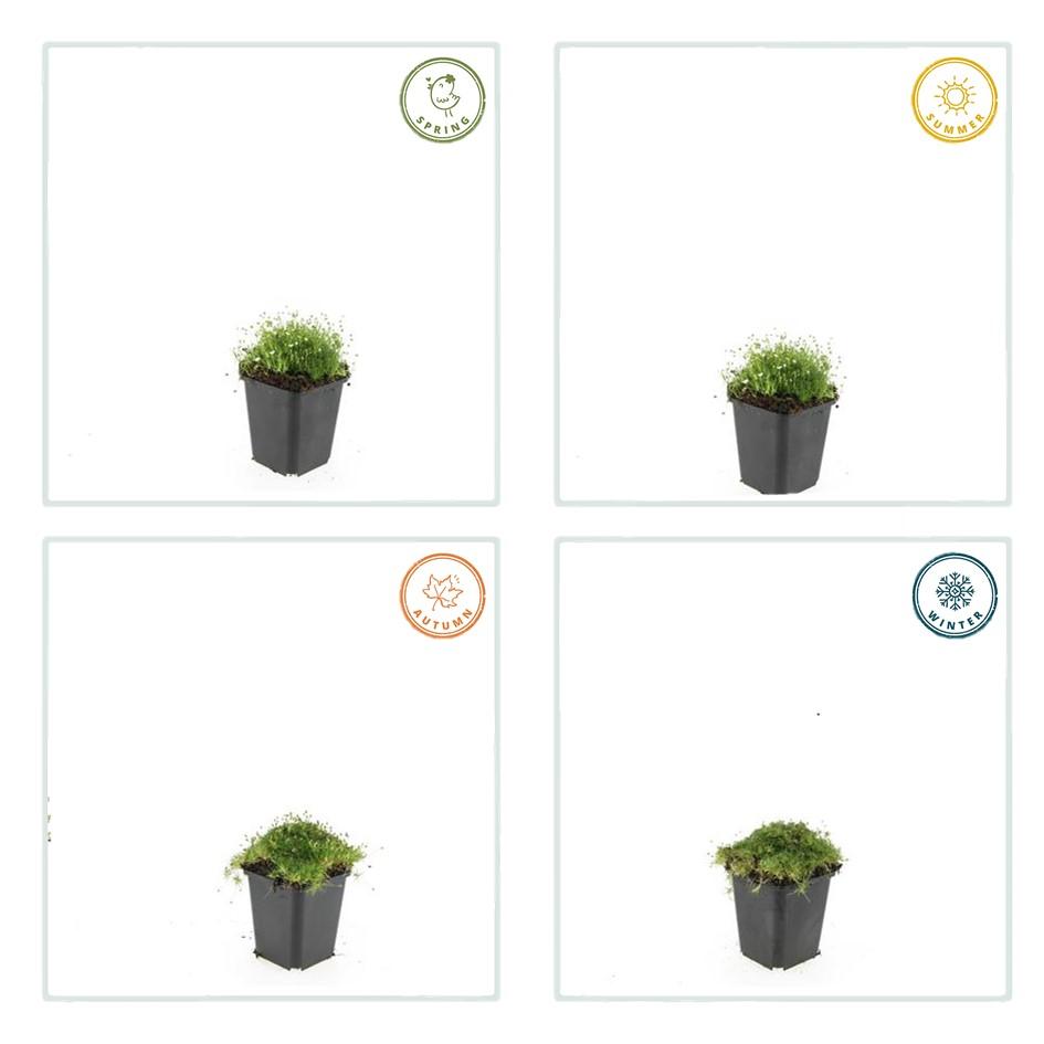 🌿 Sagina subulata – Winterharde Iers Mos Bodembedekker (48 stuks)