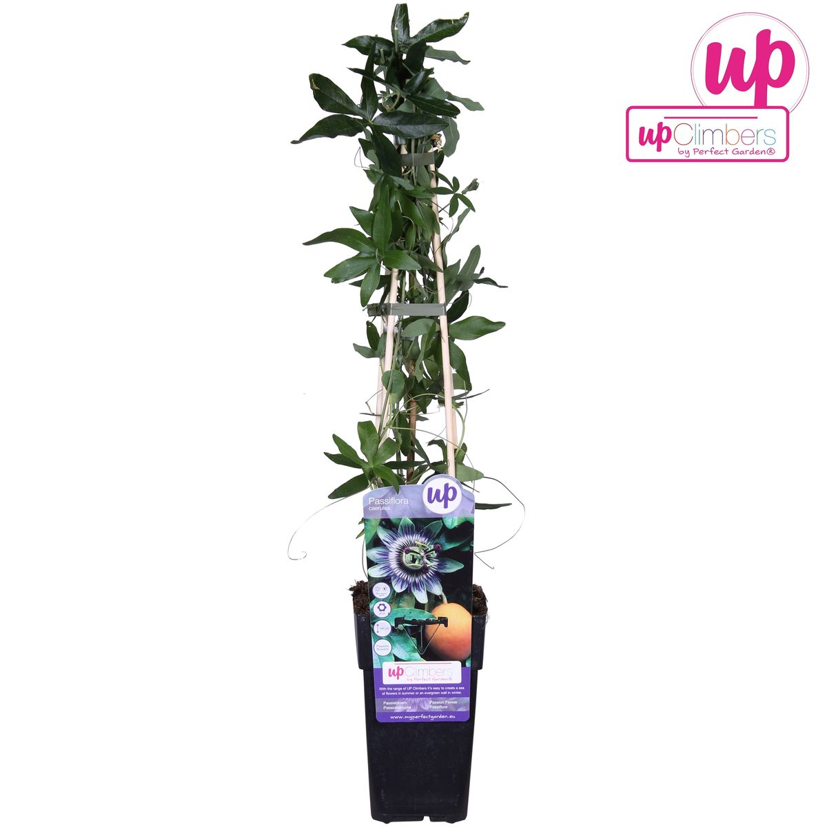 🌸 Passiflora caerulea – Ø15cm – ↕65cm – Blauwe Passiebloem