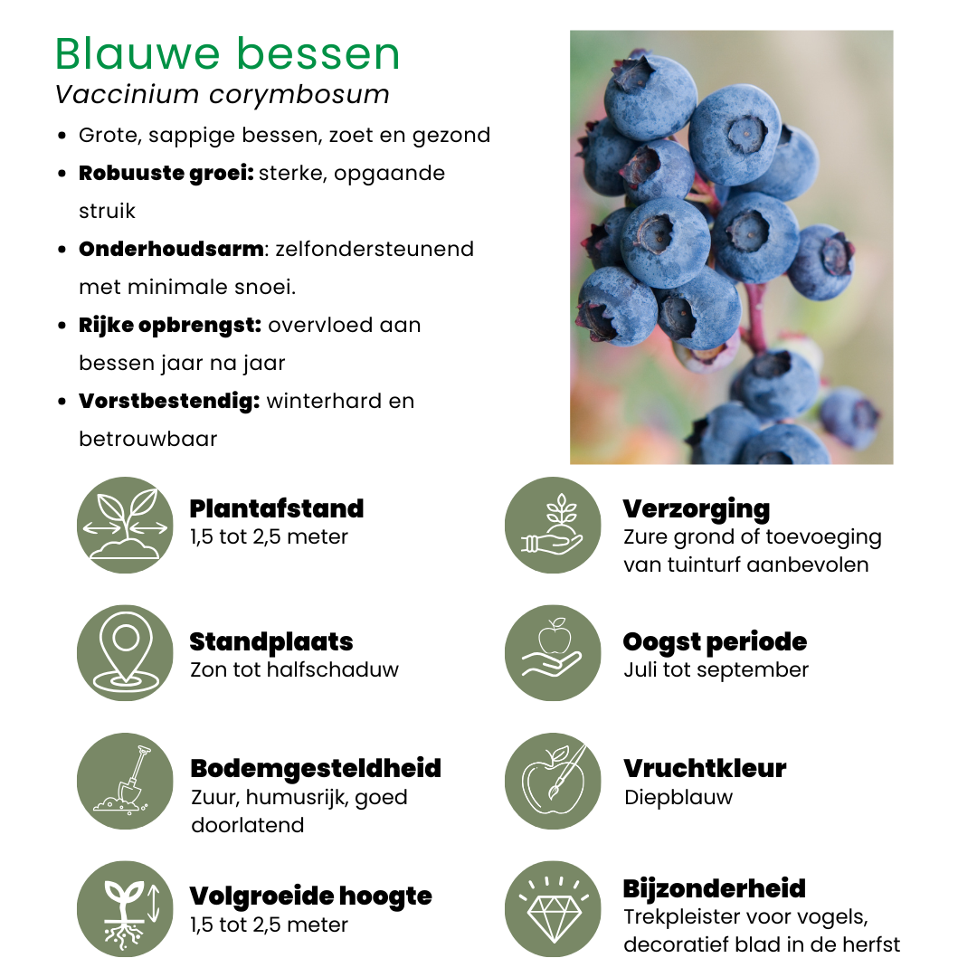 🍓 BIO Fruitplanten Mix ‘Zomervruchten’ (4 Stuks)