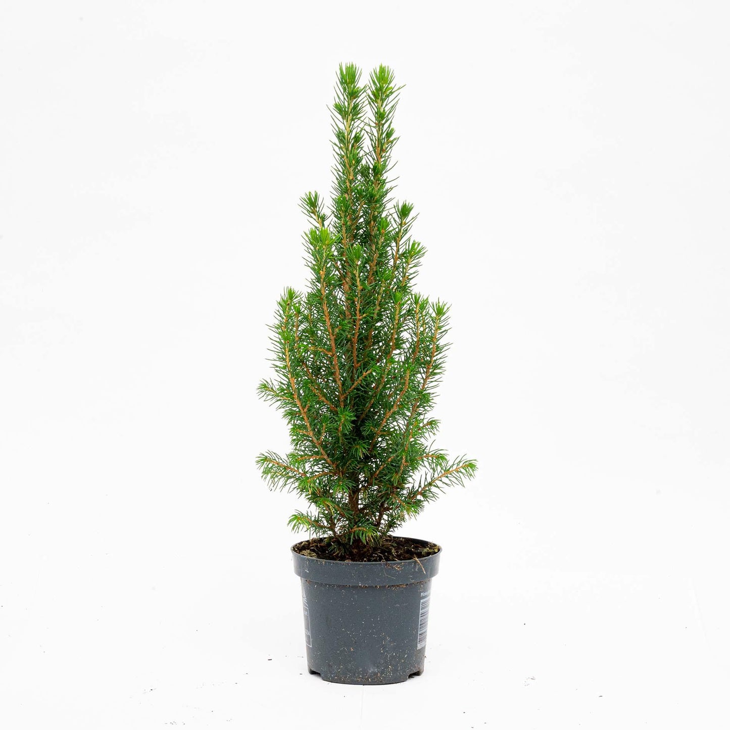 🌲 Picea glauca ‘Perfecta’ kopen | Compacte Dwergspar (3 Stuks)