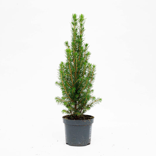 🌲 Picea glauca ‘Perfecta’ kopen | Compacte Dwergspar (3 Stuks)