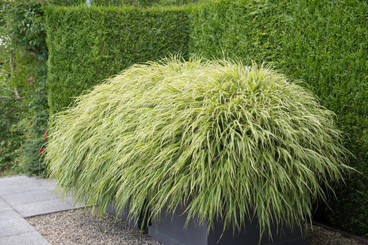 🌾 Hakonechloa macra | Japans Siergras (24 Stuks)