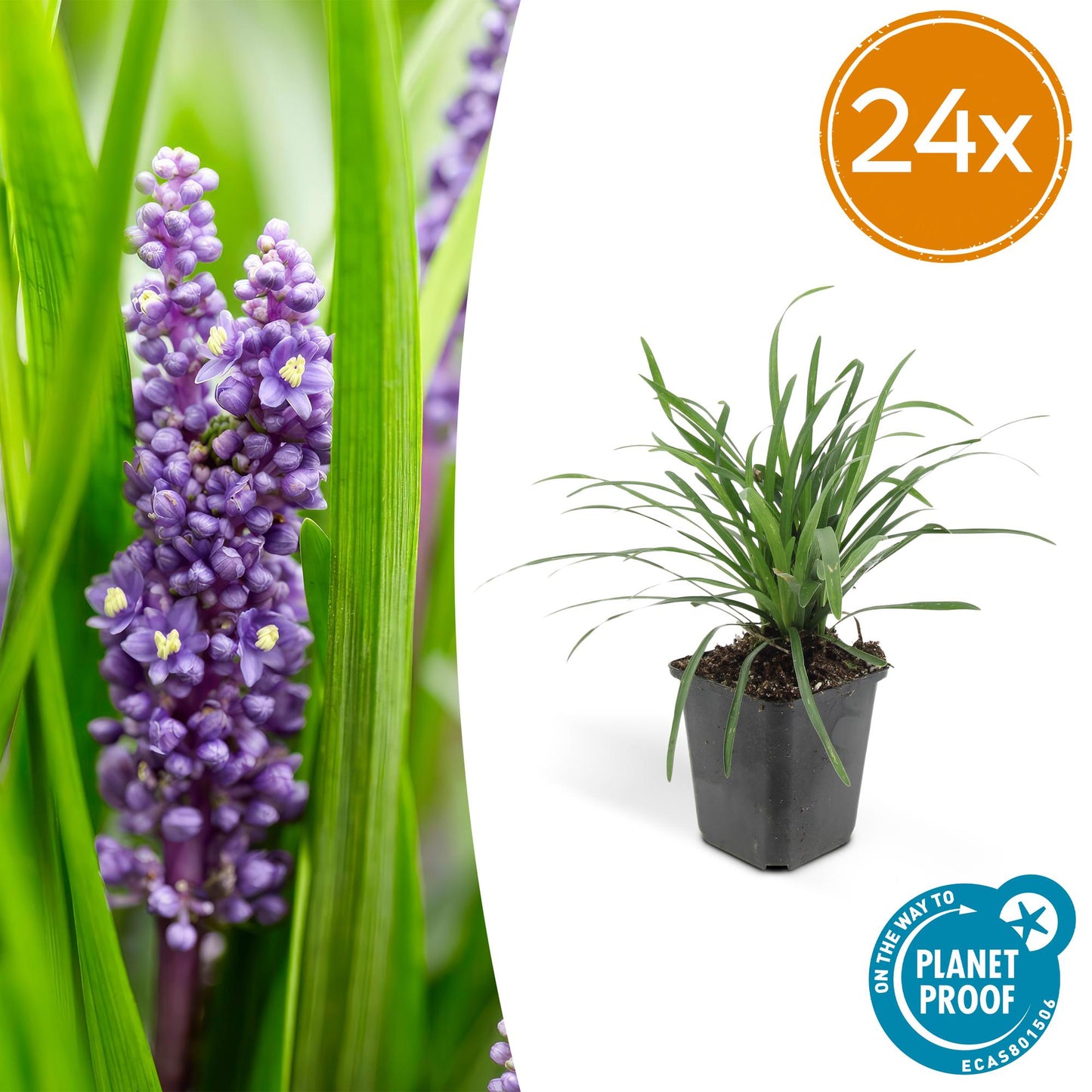 🌿 Liriope ‘Big Blue’ – Wintergroene Bloeiende Bodembedekker (24 stuks)