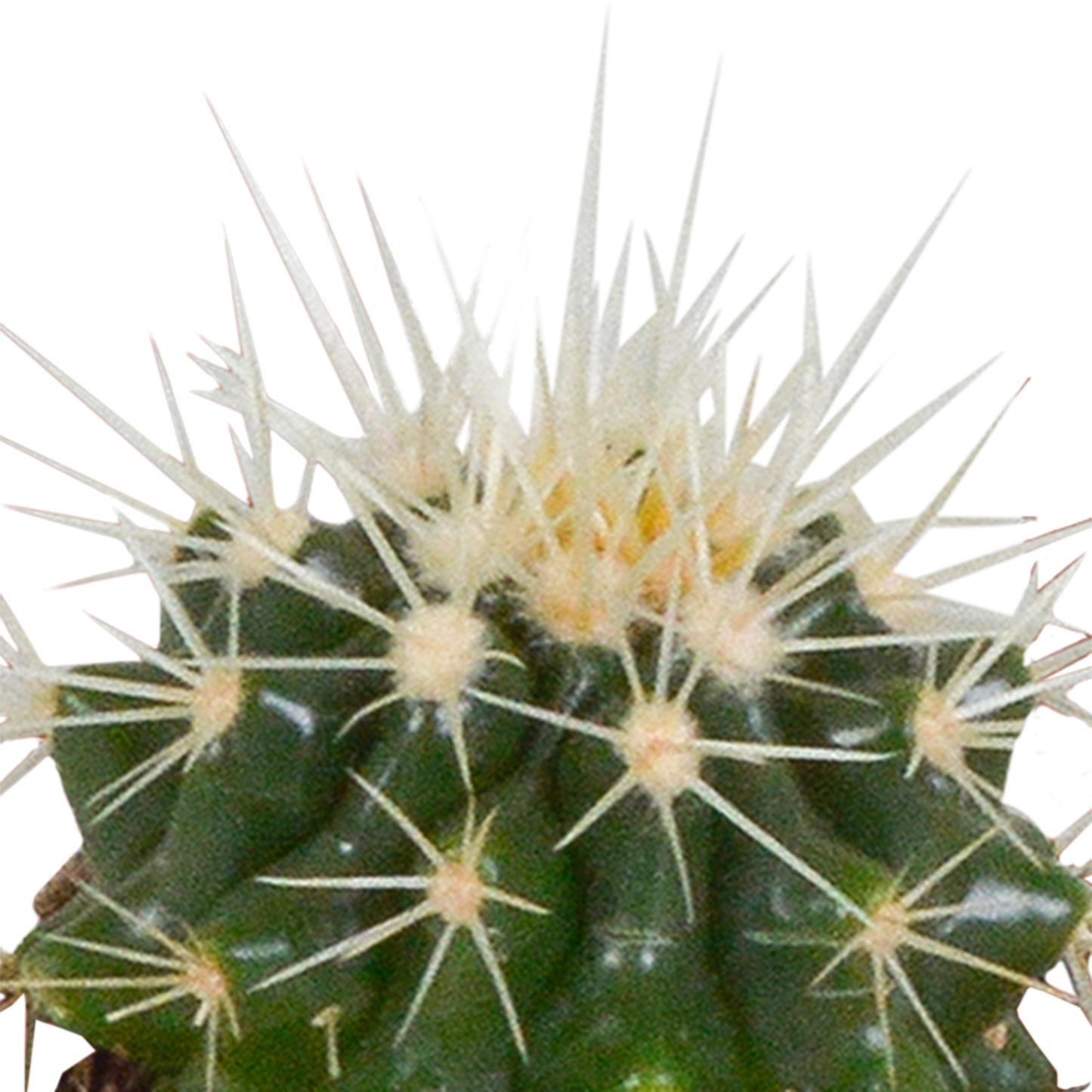 🌵 Cactus & Vetplanten Mix –  In witte pot (15 stuks)
