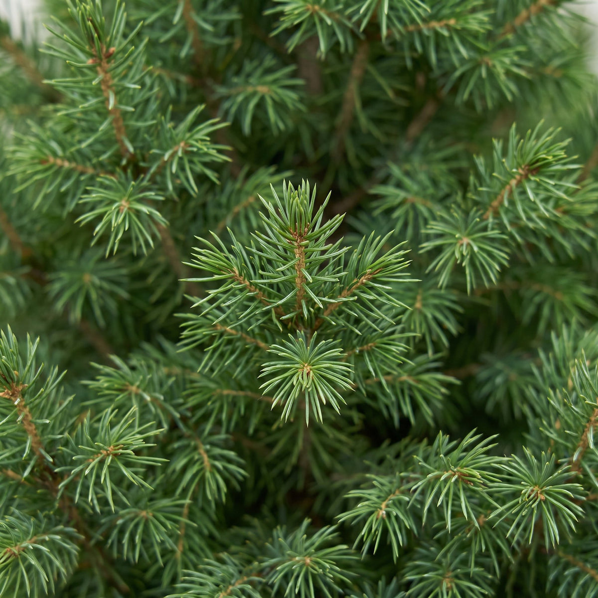 🎄 Picea glauca ‘Conica’ – Groene kegelspar voor een sfeervolle kerst