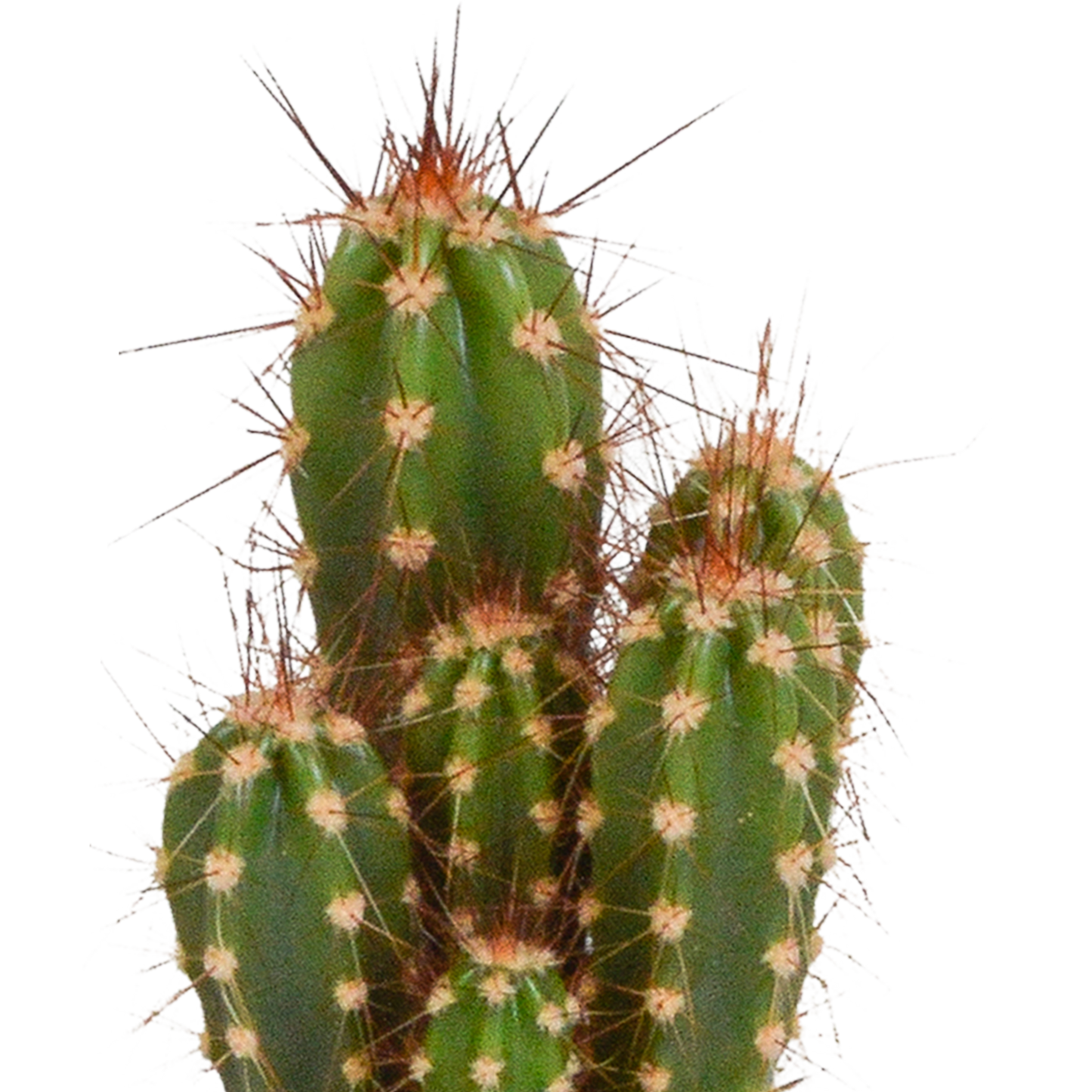 🌵 Cactus & Vetplanten Mix –  In witte pot (15 stuks)