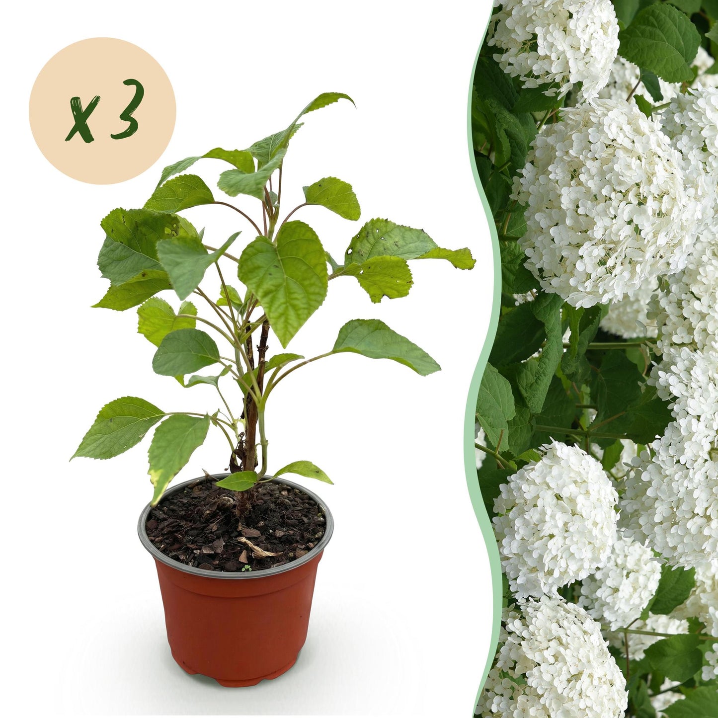 🌸 Hydrangea arborescens ‘Annabelle’ – Witte Pluimhortensia | (3 stuks)