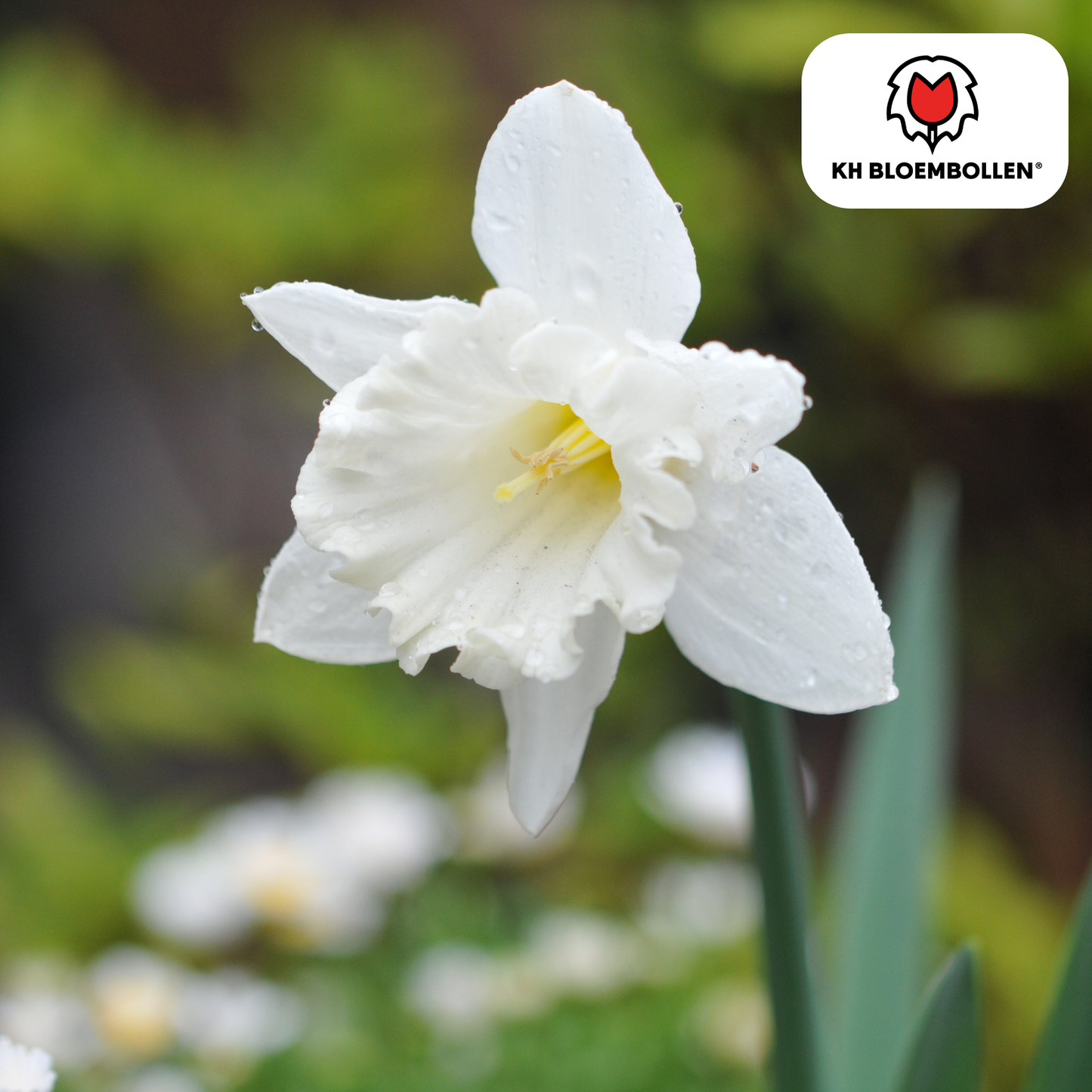 🌼 Narcis ‘Snow Baby’ Vroege Voorjaarsfavoriet (20 stuks)