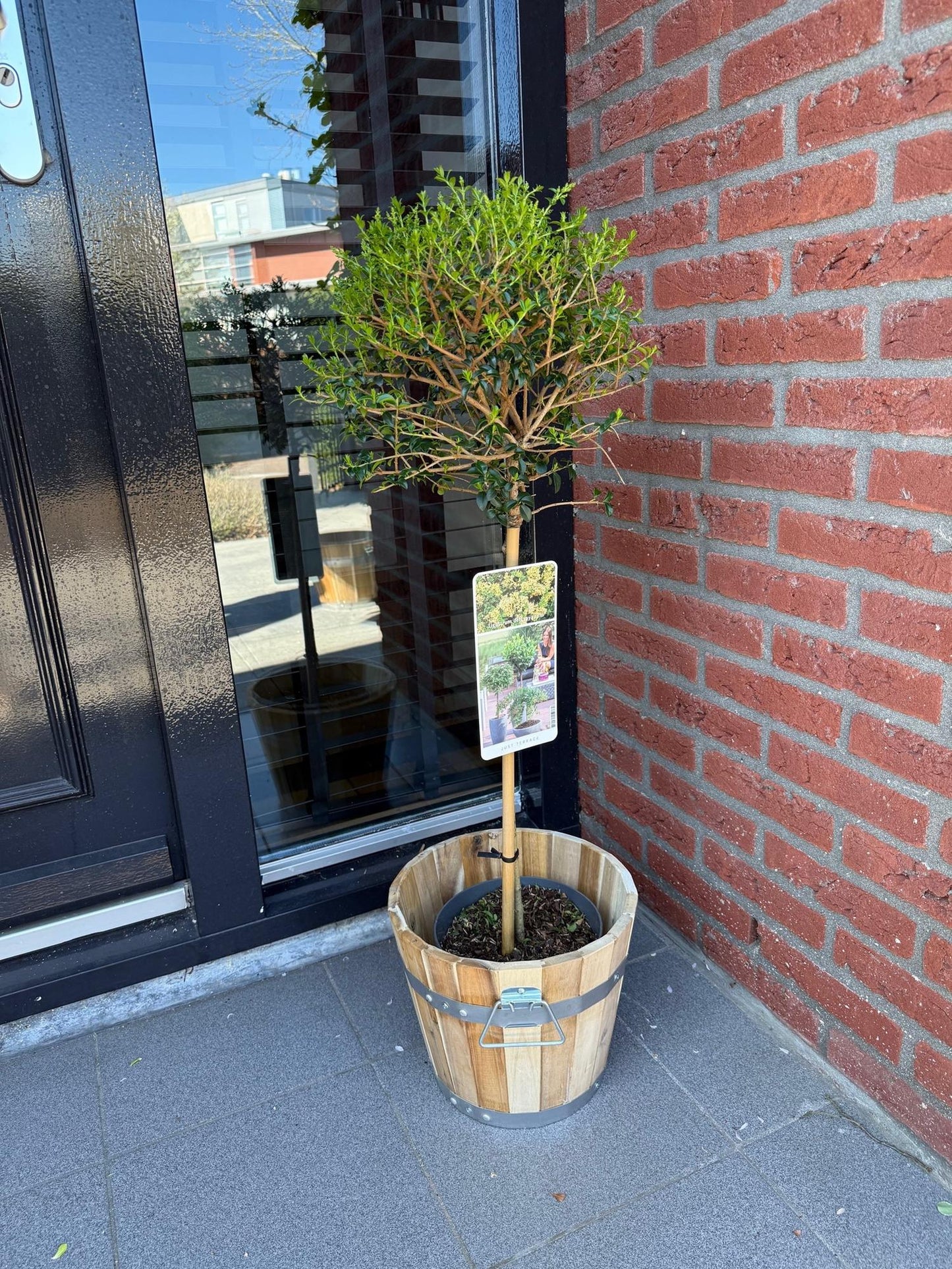 🌿 Ligustrum delavayanum – Liguster op Stam