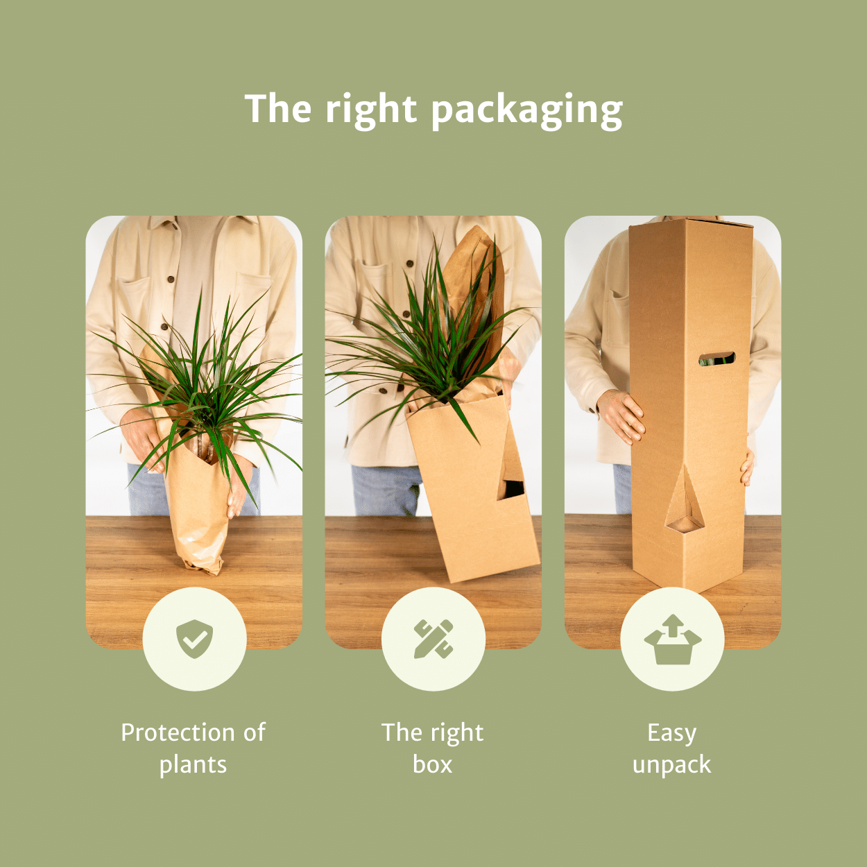 🌵 Aloe Vera – Succulente sierlijke Plant (2 stuks)