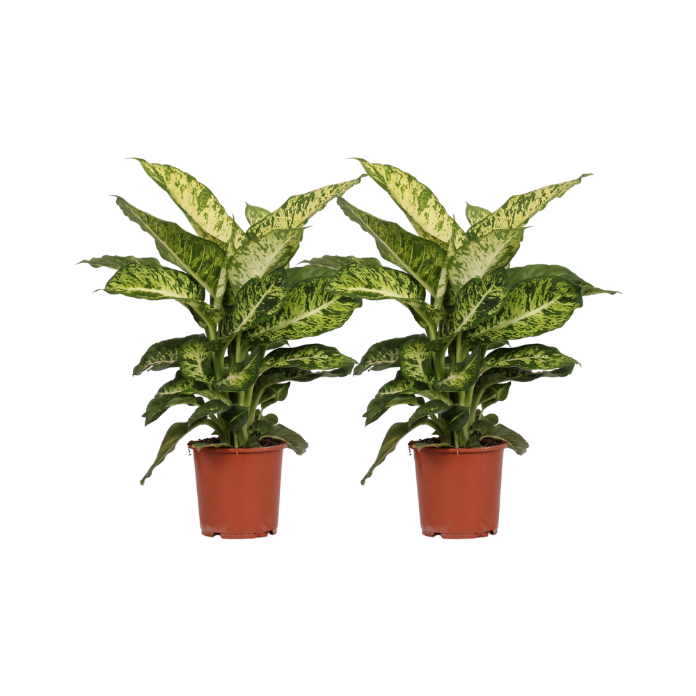 🌿 Dieffenbachia Mars | Luchtzuiverende Kamerplant (2 stuks)