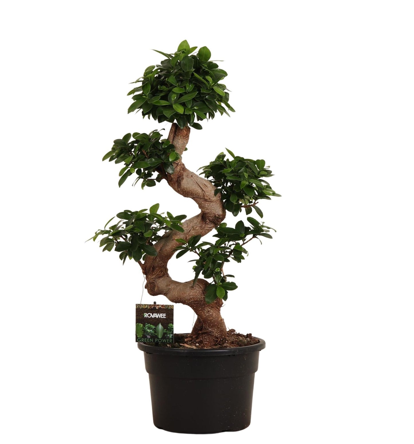 🌿 Ficus Ginseng | Bonsai Kamerplant