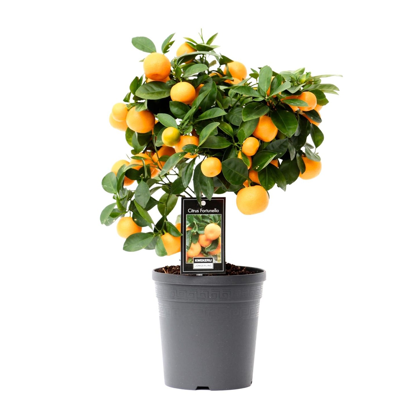 🍊 Citrus ‘Calamondin’