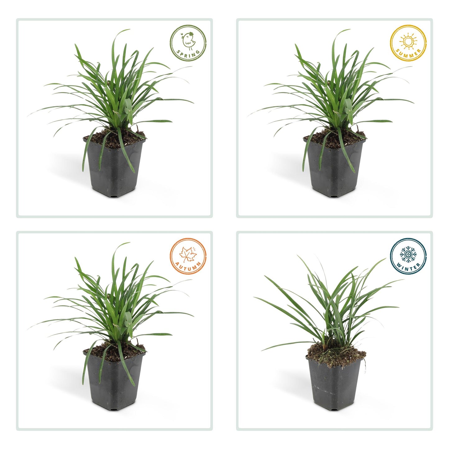 🌿 Liriope ‘Big Blue’ – Wintergroene Bloeiende Bodembedekker (24 stuks)