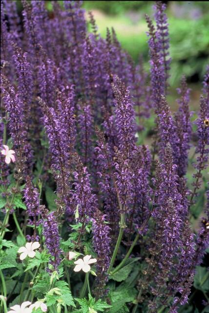 🌸 Salvia nemorosa ‘Mainacht’ – Salie (6 Stuks)
