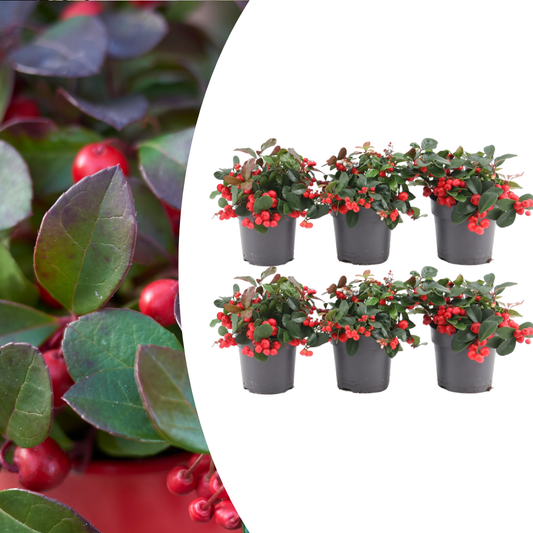 ❄️ Gaultheria ‘Big Berry’ – Wintergroene Bodembedekker met Rode Bessen (6 stuks)