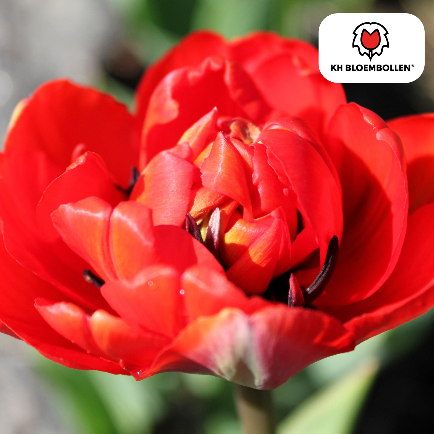 🌷 Tulpenbollen ‘Bombastic Red’ – Rode Dubbelbloemige Pioentulp (20 Stuks)