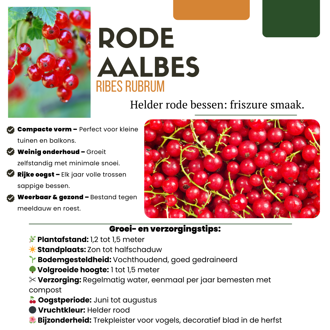 🍇 BIO Fruitplanten Mix ‘Vruchten Oase’ (5 Stuks)