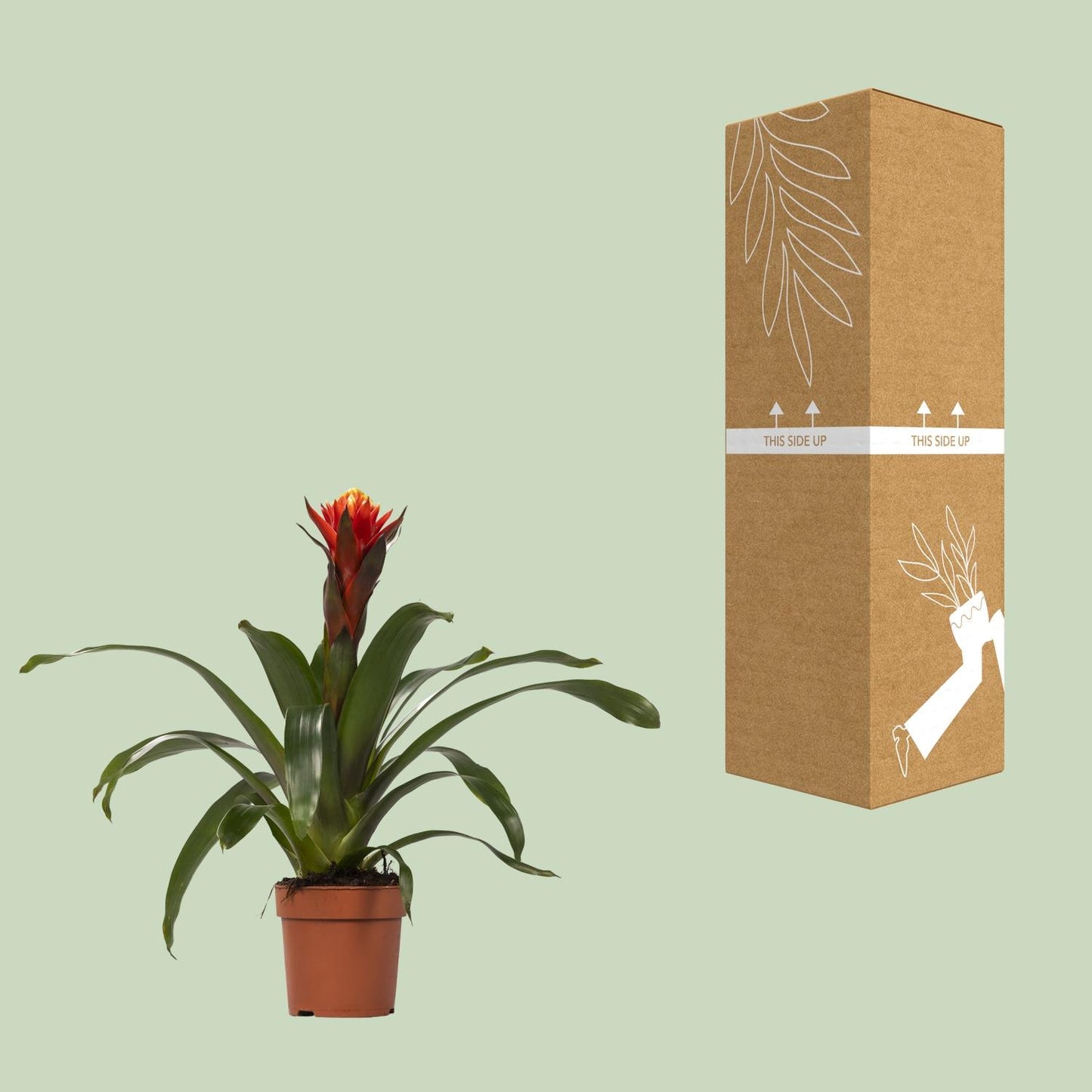🌸 Guzmania ‘Happiness’