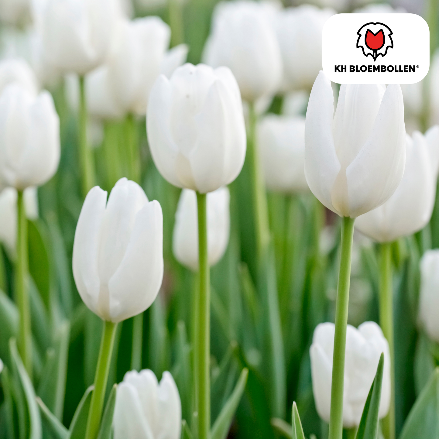🌷 Tulpenbollen ‘Catherina’ – Witte Tulp (20 Stuks)