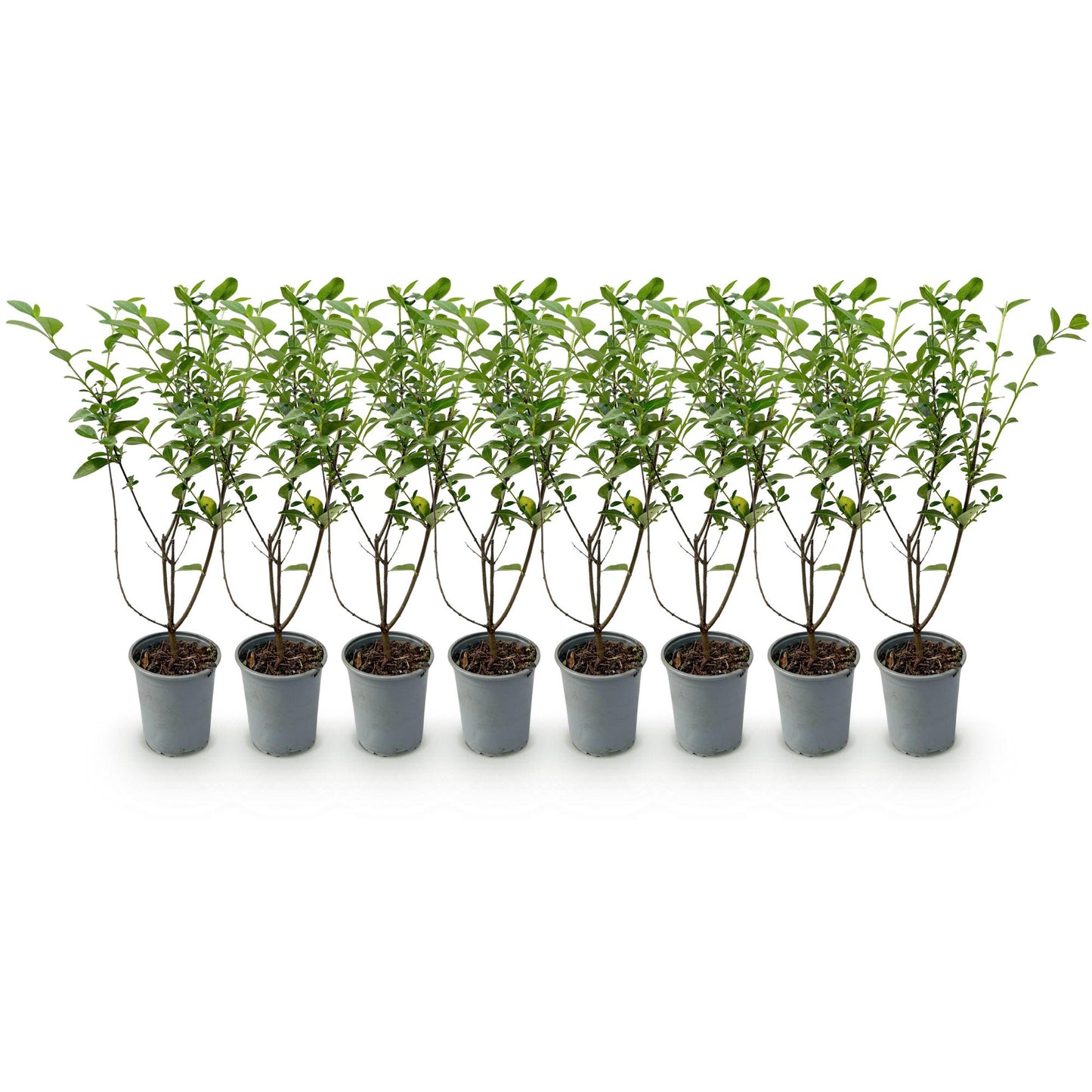 🌿 Ligustrum ovalifolium | Ligusterhaag (8 Stuks)