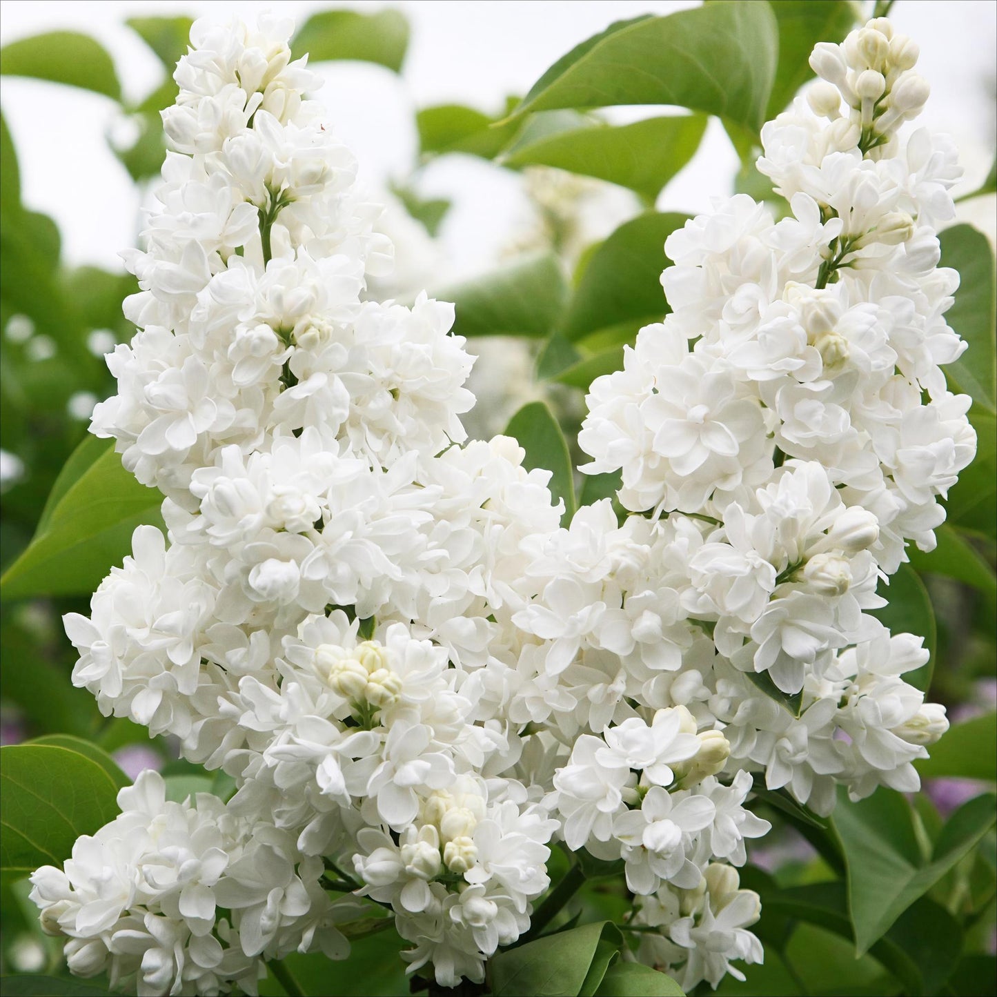 🤍 Syringa vulgaris ‘Mme Lemoine’ – Witte Sering