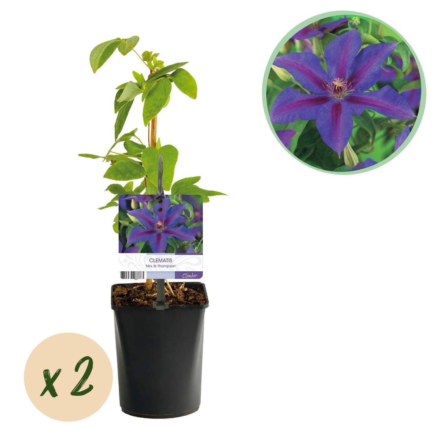 🌸 Clematis ‘Mrs. N. Thompson’ – Klimplant (2 Stuks)