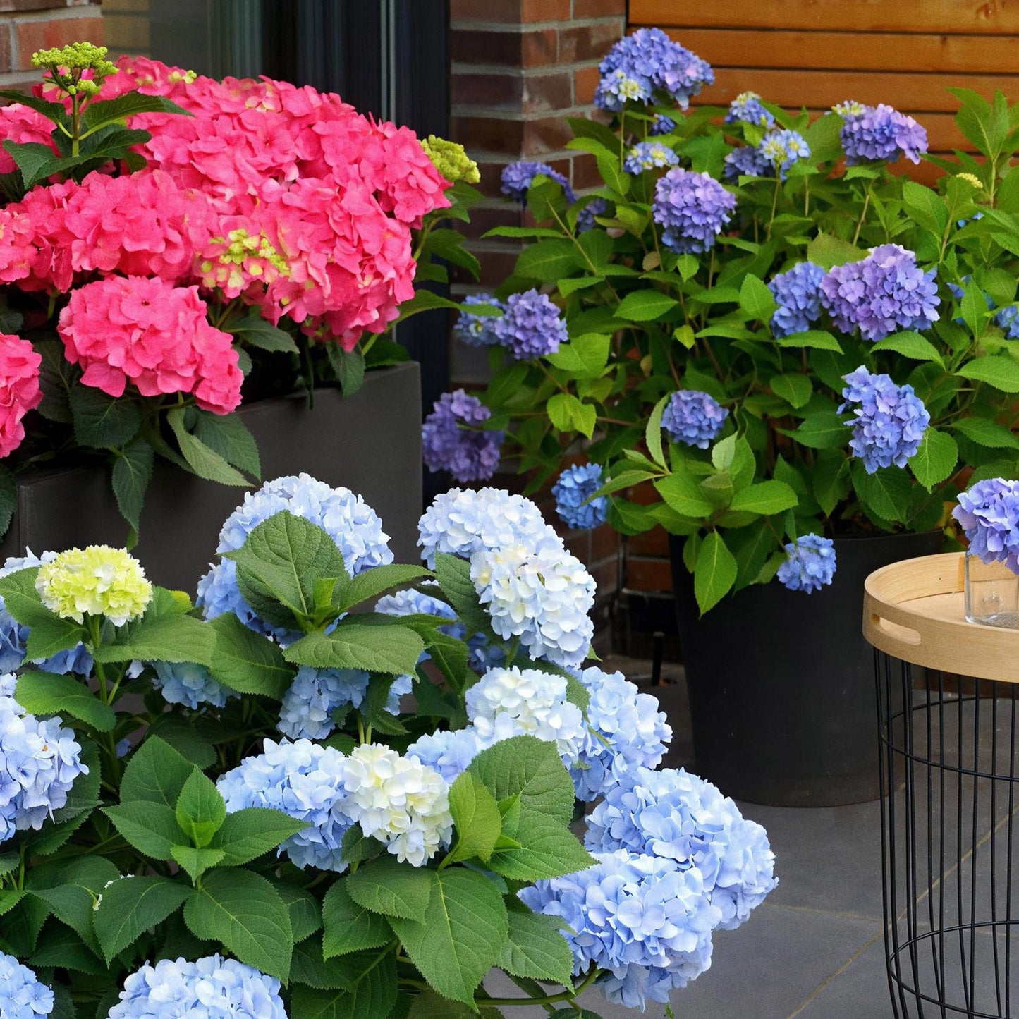 🌸 Hydrangea ‘The Original Blue’ | Hortensia (2 Stuks)