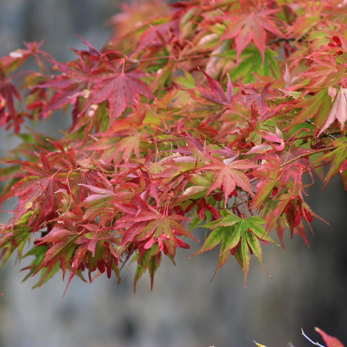🍁 Acer palmatum ‘Beni-Maiko’ – Rode Japanse Esdoorn | (3 stuks)