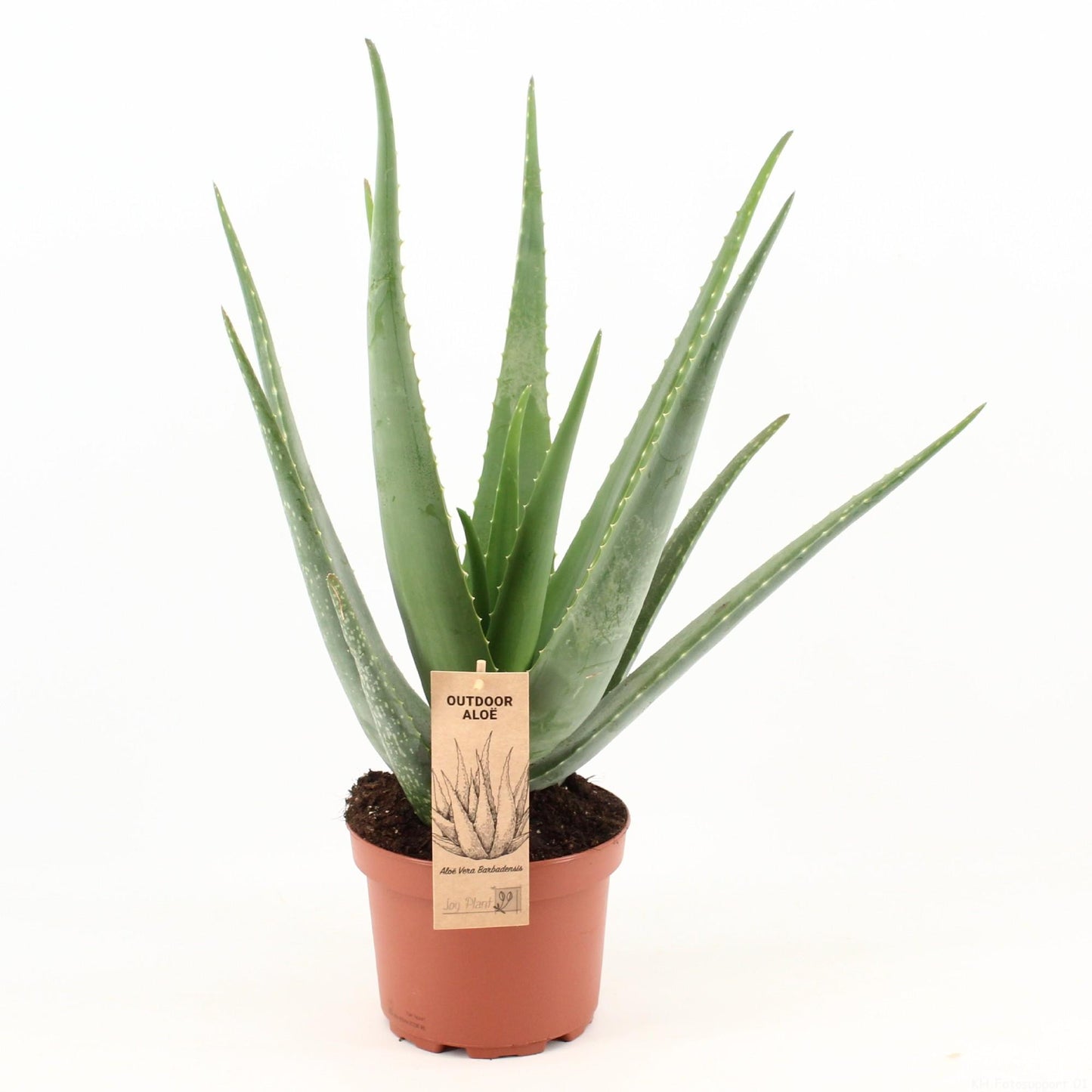 🌿 Aloe vera –  een sierlijke kamerplant