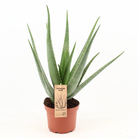 🌿 Aloe vera –  een sierlijke kamerplant