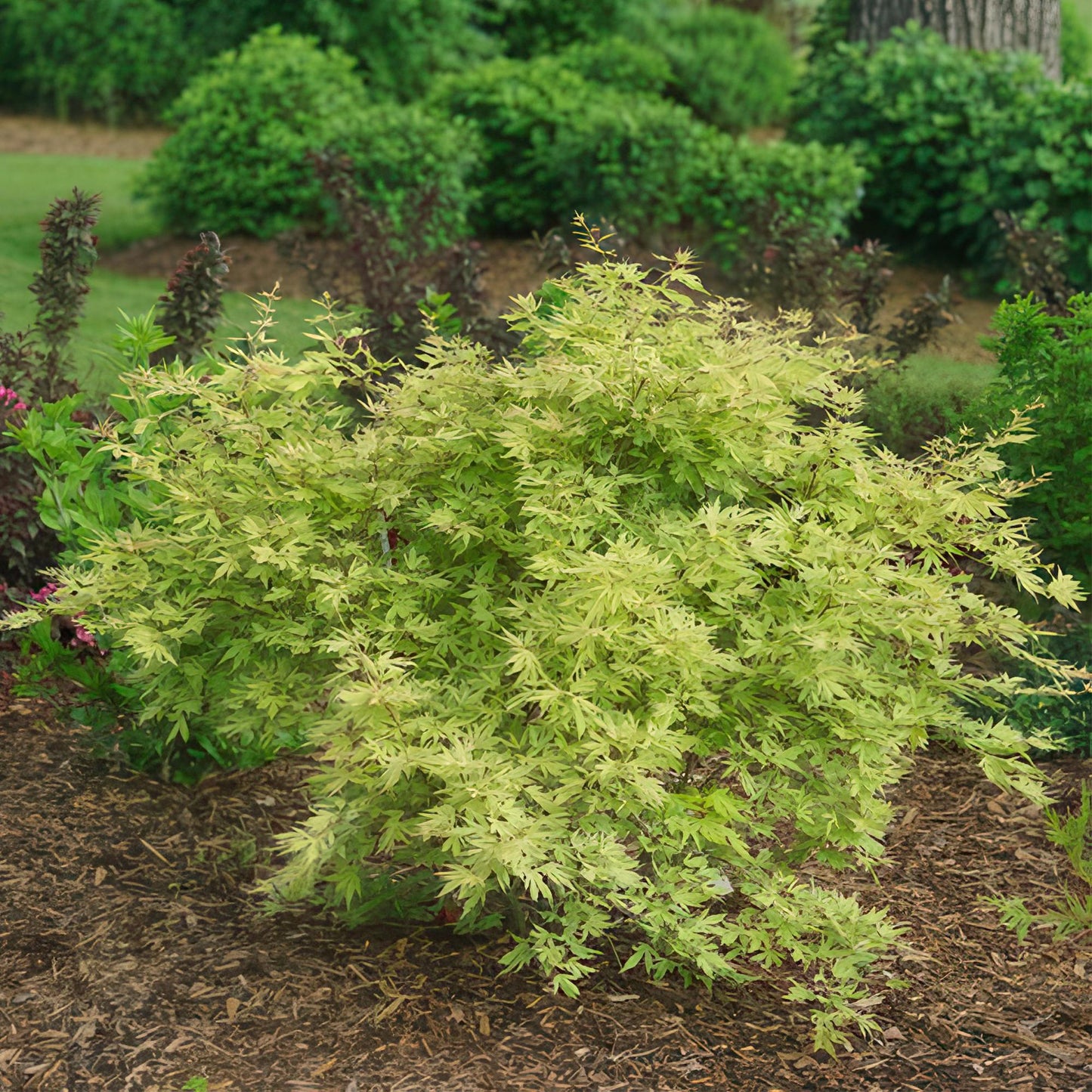 🍁 Acer palmatum ‘Metamorphosa’ – Japanse Esdoorn Groen (2 stuks)